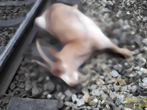 Spěšný vlak srazil ovci a kozu, provoz na trati mezi Plzní a Chebem stojí