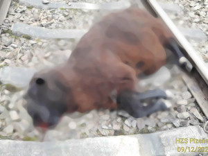 Spěšný vlak srazil ovci a kozu, provoz na trati mezi Plzní a Chebem stojí