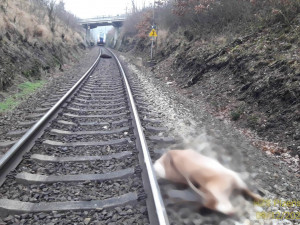 Spěšný vlak srazil ovci s kozou, provoz na trati mezi Plzní a Chebem stál