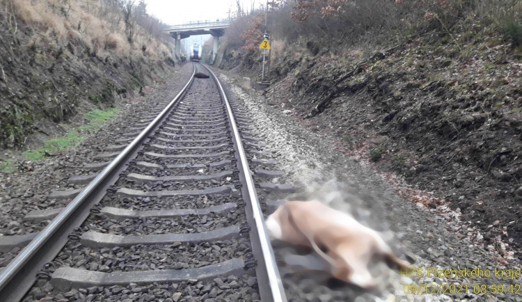 Spěšný vlak srazil ovci a kozu, provoz na trati mezi Plzní a Chebem stojí