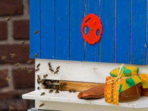 Včely dobře prospívají i v centru města, letos úly na střechách městských budov vydaly 90 kilo medu