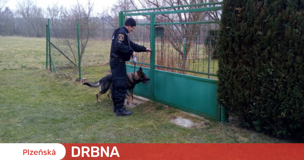 Vierbeinige Stadtpolizisten haben Anspruch auf eine Rente Plzeňská Drbna News