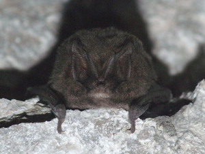 Netopýr černý