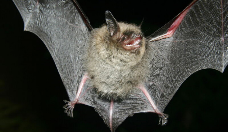 Netopýr Brandtův se chytil během výzkumu do sítě pouze jediný