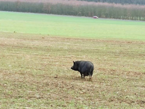 Tato uprchlá prasnice dala strážníkům pořádně zabrat