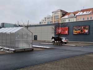 V centru Plzně se pohyboval kůň bez jezdce