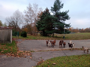 Na procházky si vyšly i kozy