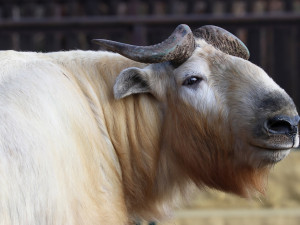 Zoologická zahrada si nadělila vánoční dárek v podobně vzácných takinů čínských