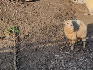 Zoologická zahrada si nadělila vánoční dárek v podobně vzácných takinů čínských