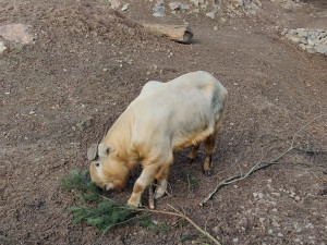 Zoologická zahrada si nadělila vánoční dárek v podobně vzácných takinů čínských