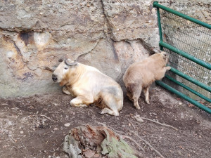 Zoologická zahrada si nadělila vánoční dárek v podobně vzácných takinů čínských