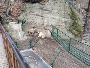 Zoologická zahrada si nadělila vánoční dárek v podobně vzácných takinů čínských