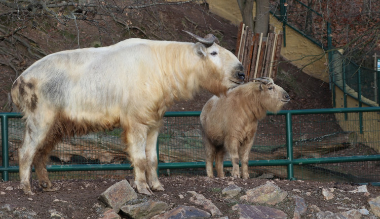 Zoologická zahrada si nadělila vánoční dárek v podobně vzácných takinů čínských