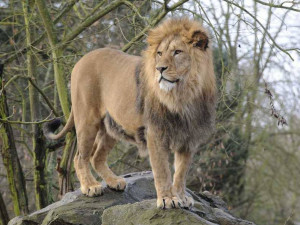 Plzeňská zoo po 20 letech přestavuje výběh pro lvy, zvětší se jim prostor