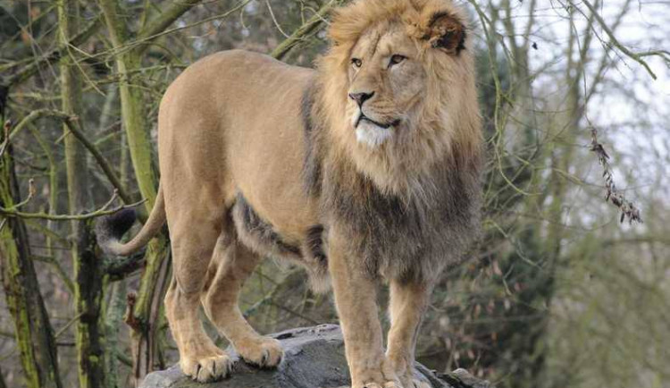 Plzeňská zoo po 20 letech přestavuje výběh pro lvy, zvětší se jim prostor