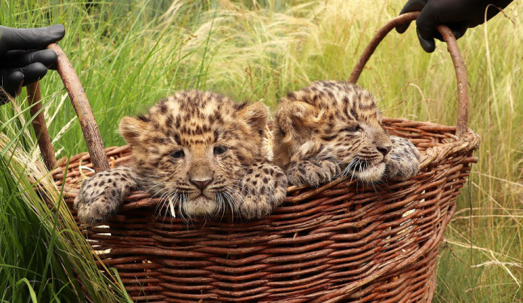 Letos narozená levhartí dvojčata