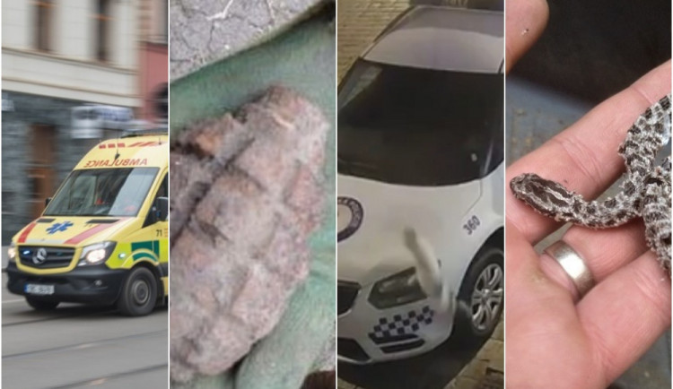 Kuriozity letošního roku: Senior s granátem v čepici, kočka demolující policejní auto i hadí ušktnutí