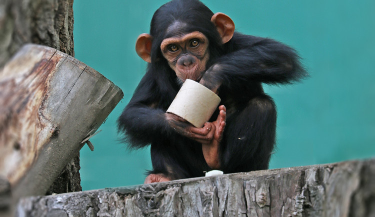 Klenot plzeňské zoo oslavil své druhé narozeniny v ústraní, šimpanzí slečnu Cailu teď návštěvníci nemohou vidět