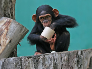 Klenot plzeňské zoo oslavil své druhé narozeniny v ústraní, šimpanzí slečnu Cailu teď návštěvníci nemohou vidět