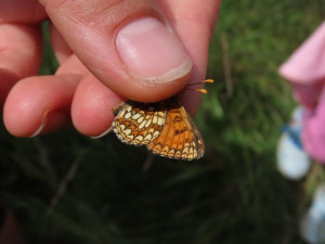 Vědci potvrdili senzační objev. V Česku žije nový druh motýla, nalezen byl na Domažlicku