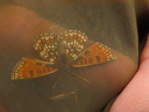 Vědci potvrdili senzační objev. V Česku žije nový druh motýla, nalezen byl na Domažlicku