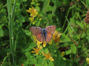 Vědci potvrdili senzační objev. V Česku žije nový druh motýla, nalezen byl na Domažlicku