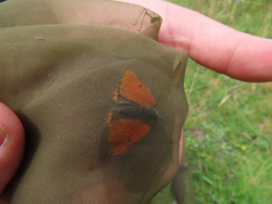 Vědci potvrdili senzační objev. V Česku žije nový druh motýla, nalezen byl na Domažlicku