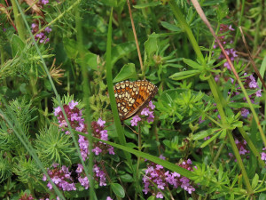 Vědci potvrdili senzační objev. V Česku žije nový druh motýla, nalezen byl na Domažlicku