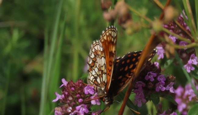 Hnědásek podunajský na Jindřichově Hoře