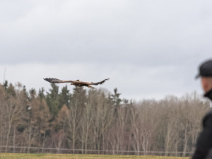Karel Makoň vypouští orla Pařátka uzdraveného po náročné operaci zpět do volné přírody
