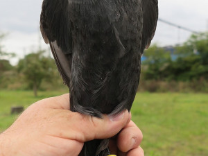 Tato kavka z Plzně našla svůj nový domov na Karlově mostě