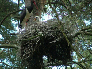 Známý čáp černý na hnízdě ještě jako mládě. Teď si oblíbil Španělsko, kde už žije řadu let