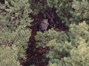 Dron našel v lese celou řadu zvířat
