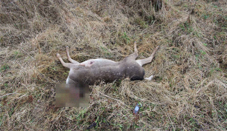 Neznámý pytlák kvůli trofejím střílí vysokou zvěř a řeze jim hlavy, pátrá po něm policie