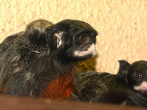 Prvním mládětem roku 2021 byl tamarín bělohubý