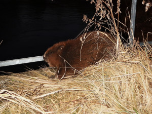 Statný bobr spadl u vodní elektrárny do úzké mezery a hrozila mu smrt, na zvíře upozornil pes při venčení