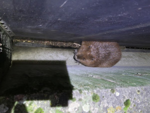 Statný bobr spadl u vodní elektrárny do úzké mezery a hrozila mu smrt, na zvíře upozornil pes při venčení