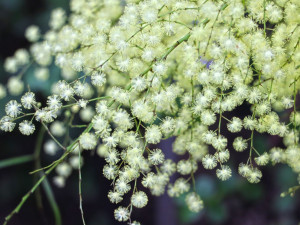 Botanická zahrada zve do svých skleníků na kvetoucí zimní pozdravy od protinožců