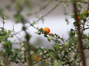 Botanická zahrada zve do svých skleníků na kvetoucí zimní pozdravy od protinožců
