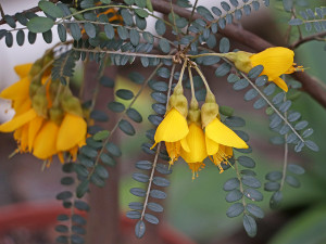 Botanická zahrada zve do svých skleníků na kvetoucí zimní pozdravy od protinožců