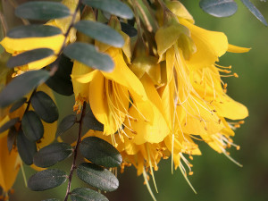 Botanická zahrada zve do svých skleníků na kvetoucí zimní pozdravy od protinožců