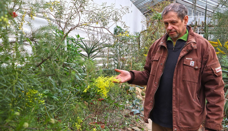 Náměstek plzeňské botanické zahrady Tomáš Peš zve návštěvníky do skleníku Svět sucha na kvetoucí rostliny z Austrálie, Chile či Nového Zélandu