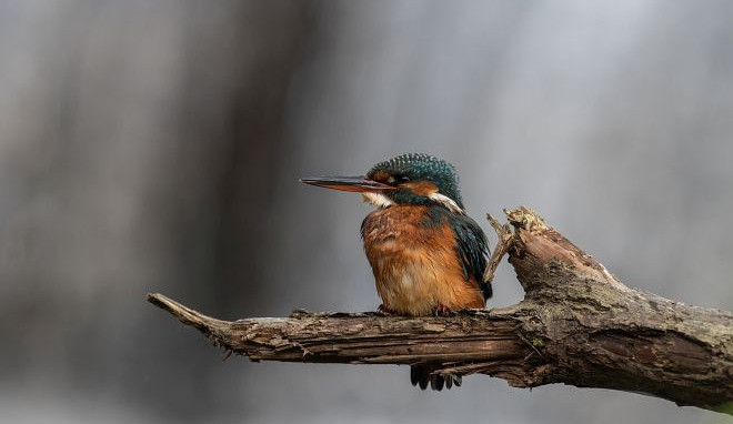 Ledňáčkům se na Berounce daří