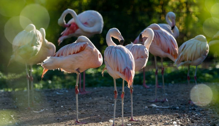 Erbovní plameňák chilský