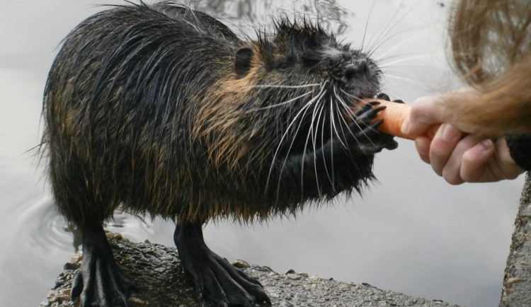 Města se potýkají s přemnoženými nutriemi. Nekrmte je, prosí radnice