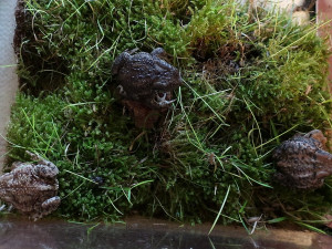 Také tyto žáby jsou v péči manželů z Kaznějova