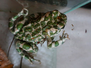 Předčasně probuzená ropucha putovala z psího útulku do terária k dalším zachráněným žábám