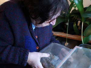 Žáby už leta zachraňuje Jiřina Hepová s manželem Jaroslavem