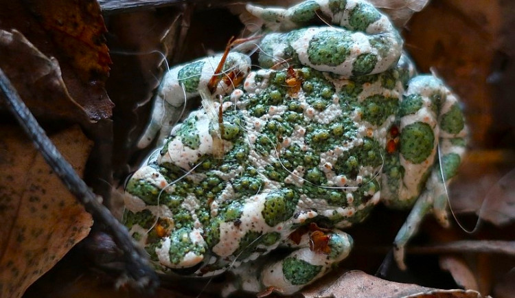 Předčasně probuzená ropucha putovala z psího útulku do terária k dalším zachráněným žábám