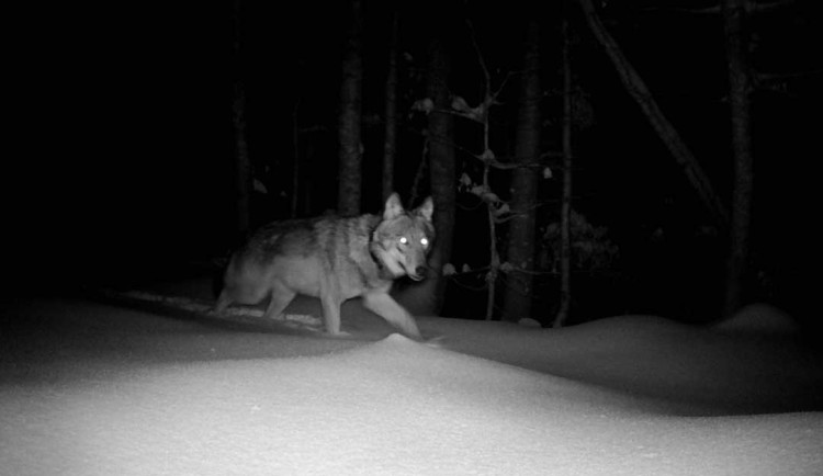 Zoologové nonstop sledují vlky na Šumavě, jejich počet odhadují až na 30 jedinců